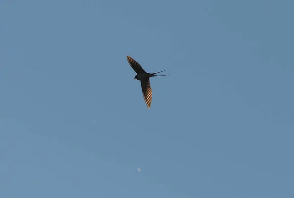 Schwalben Flug Vor Blauem Himmel — Stockfoto