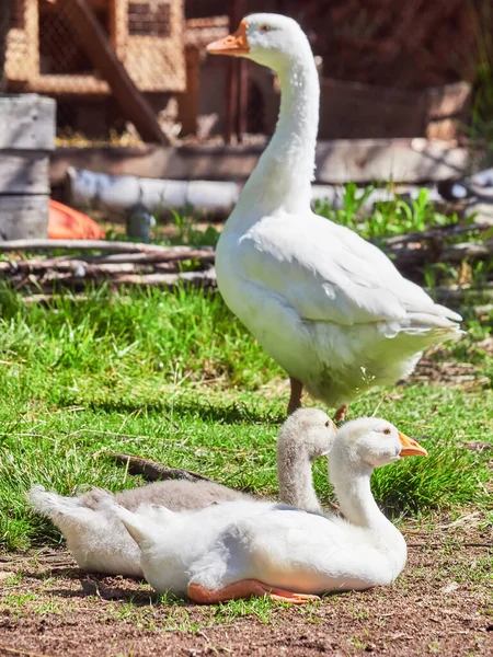 Gansos Domésticos Estão Descansando Grama — Fotografia de Stock