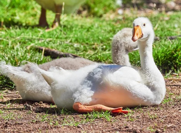 Gansos Domésticos Estão Descansando Grama — Fotografia de Stock