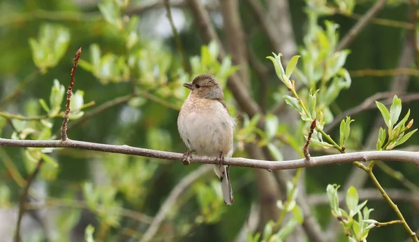 Finch Galhos Árvore Floresta — Fotografia de Stock