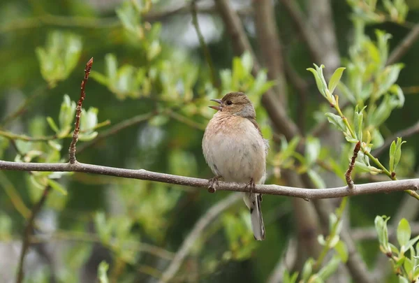 Finch Galhos Árvore Floresta — Fotografia de Stock