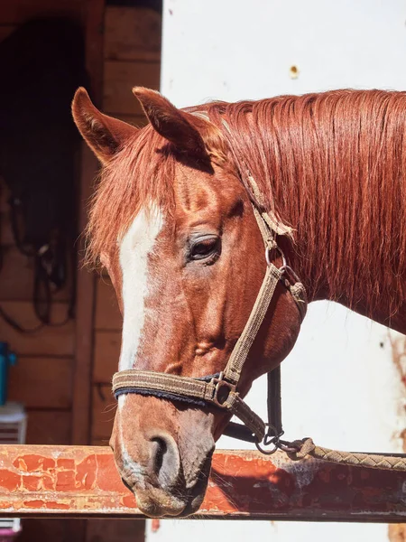 Portrait Red Horse — Stock Photo, Image