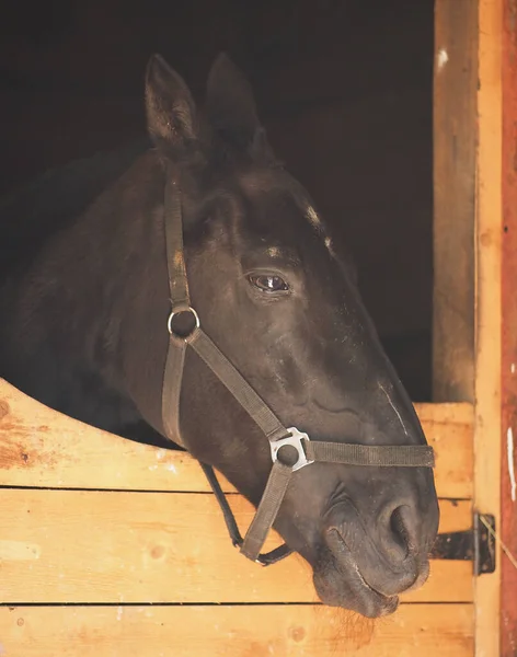 Portrait Beautiful Black Horse — Stock Photo, Image