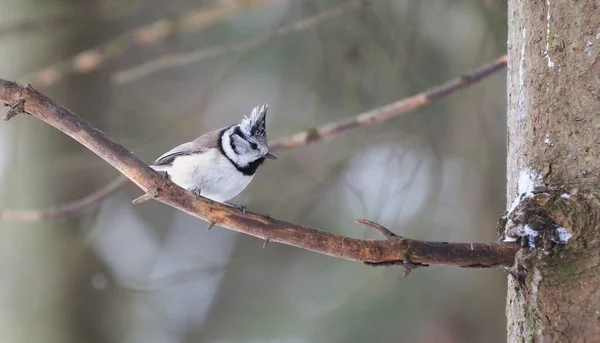 Tit Branch Forest — Stock Photo, Image