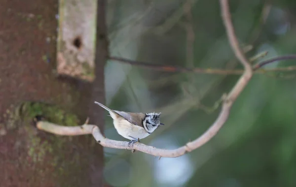 Tit Branch Forest — Stock Photo, Image