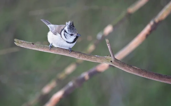 Tit Branch Forest — Foto de Stock