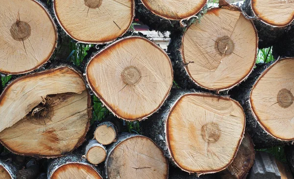 birch logs on the road