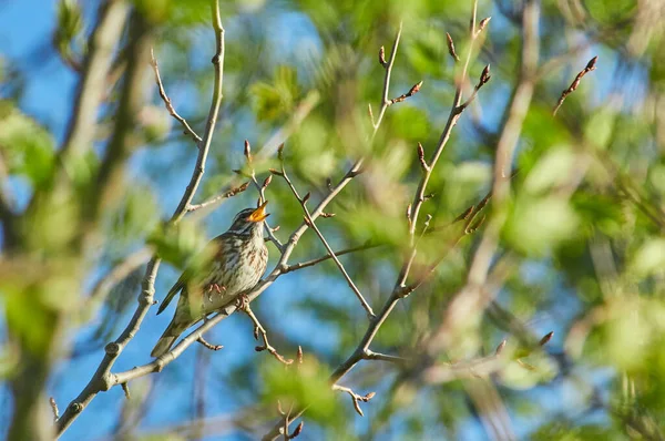 Thrush Tree Branches Forest — Stock Photo, Image