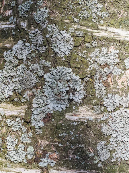 Güzel Huş Ağacı Kabuğu Arkaplan — Stok fotoğraf