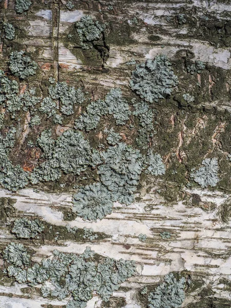 美丽的桦树树皮 — 图库照片