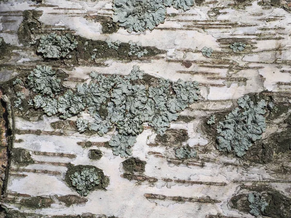 轻盈的桦树树皮 漂亮的背景 — 图库照片