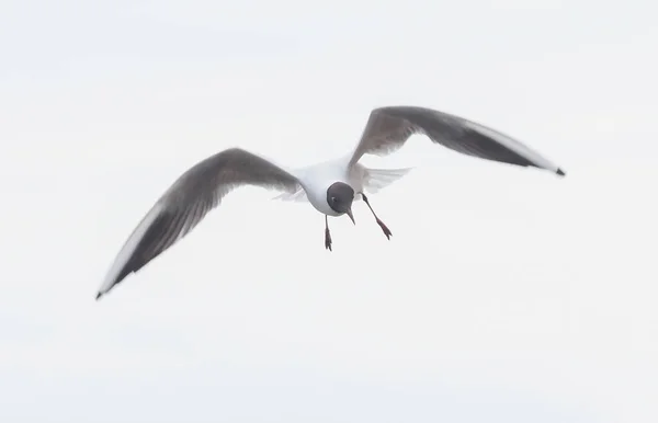 Oiseau Mouette Volant Dans Ciel — Photo