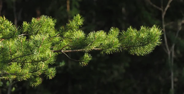 Rami Pino Illuminati Dal Sole Nella Foresta — Foto Stock