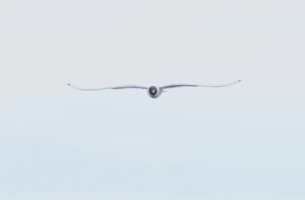 Bird Seagull Flying Sky — Stock Photo, Image