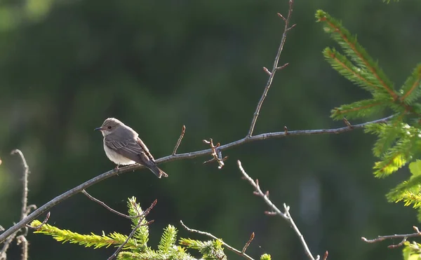 Moucherolle Dans Forêt Printemps — Photo