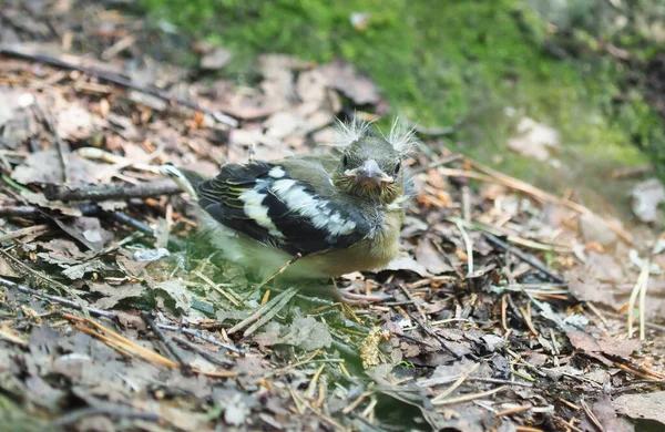 Finch Csaj Erdőben Tavasz — Stock Fotó