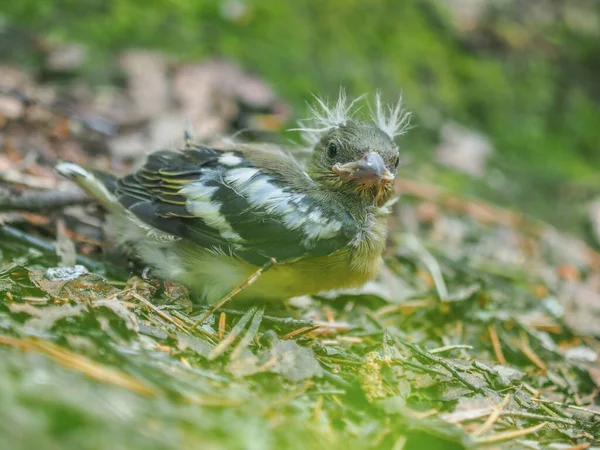 Poussin Roselin Dans Forêt Printemps — Photo