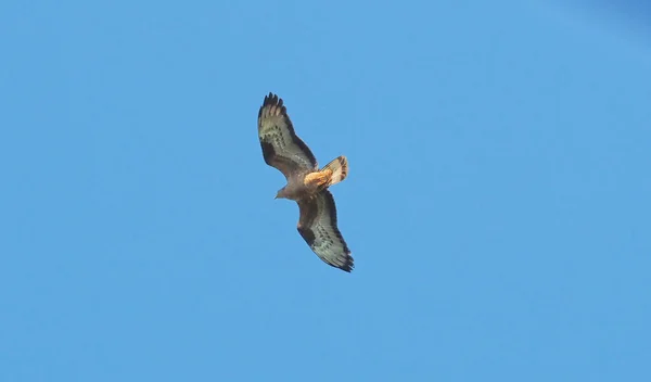 Ave Presa Vuela Contra Cielo Azul — Foto de Stock