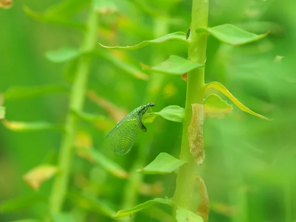 Insekt Den Blättern Sommer — Stockfoto