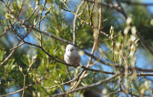 Long Tailed Tit Twigs Forest — Stock fotografie