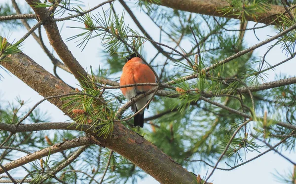 Bullfinch Dennentakken Het Bos — Stockfoto