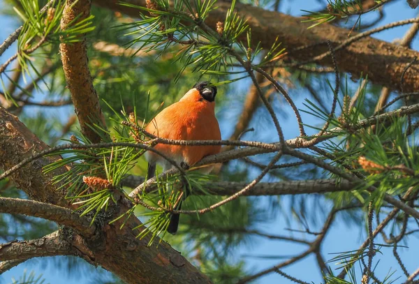 Pinzón Sobre Ramas Pino Bosque — Foto de Stock