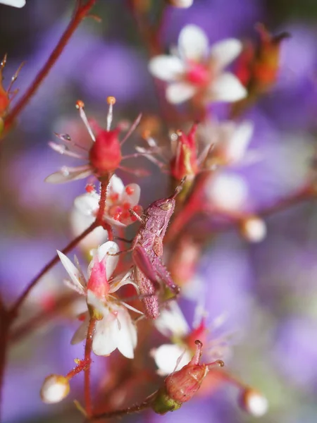 Růžový Kobylka Květinách Parku — Stock fotografie