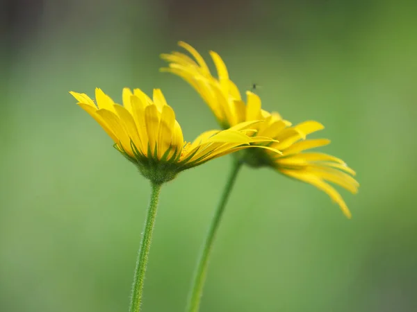 Gelbe Gänseblümchen Beet Sommer — Stockfoto