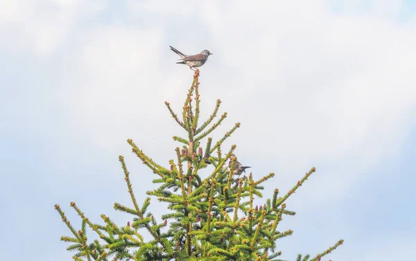 Spruw Boomtakken Bos — Stockfoto