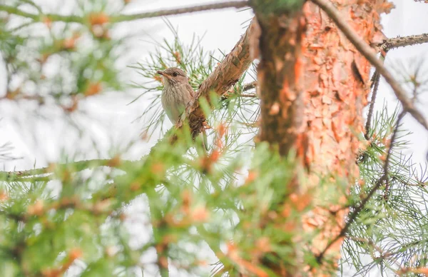 森林里树枝上的翅片 — 图库照片
