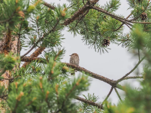 Finke Auf Ästen Wald — Stockfoto