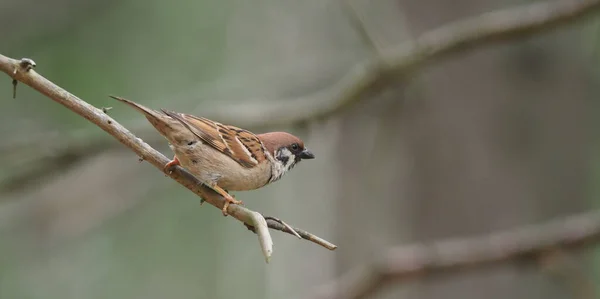 Wróble Parku Lato — Zdjęcie stockowe