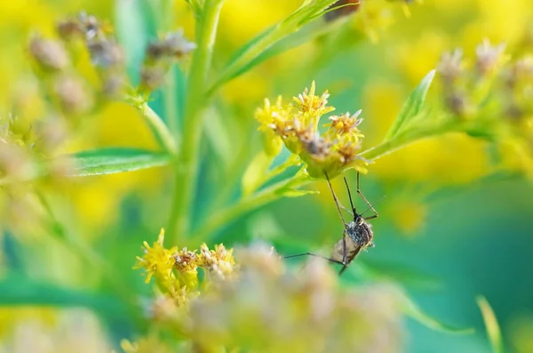 花朵上的蚊子金棒 — 图库照片