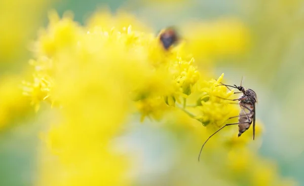 Mosquito Flowers Golden Rod — Stock Photo, Image