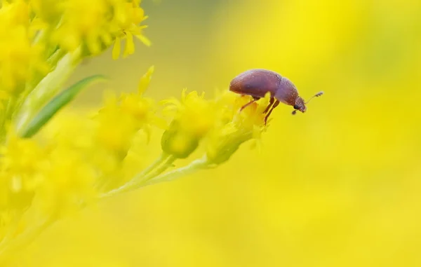 Beetle Golden Rod — Stock Photo, Image