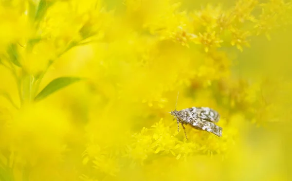 Noche Mariposa Flores Varilla Oro — Foto de Stock