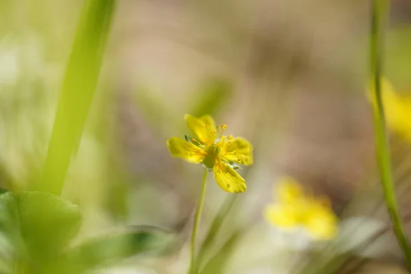 Gul Smörblomma Skogen — Stockfoto