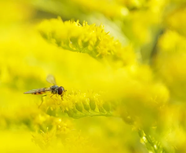 Fly Golden Rod — Stock Photo, Image