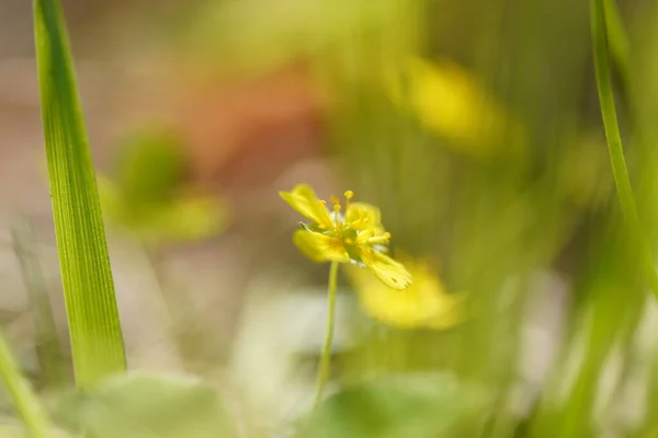 森の中の黄色いバターカップ — ストック写真