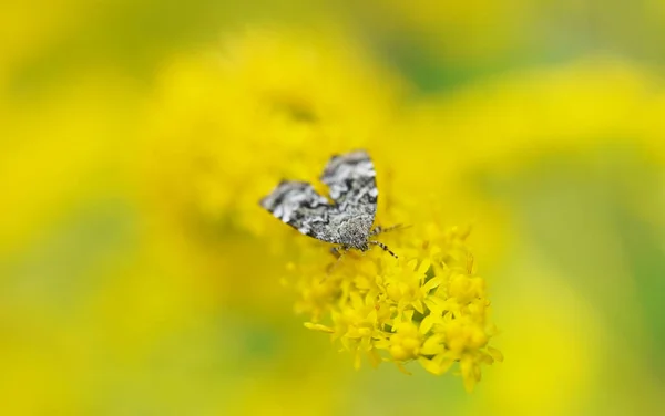 Night Butterfly Flowers Golden Rod — Stock Photo, Image