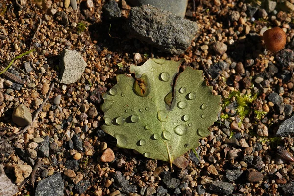 葉の上の水滴は — ストック写真