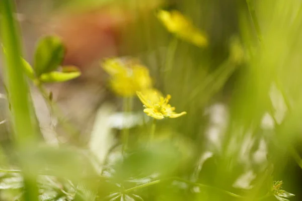 Gul Smörblomma Skogen — Stockfoto