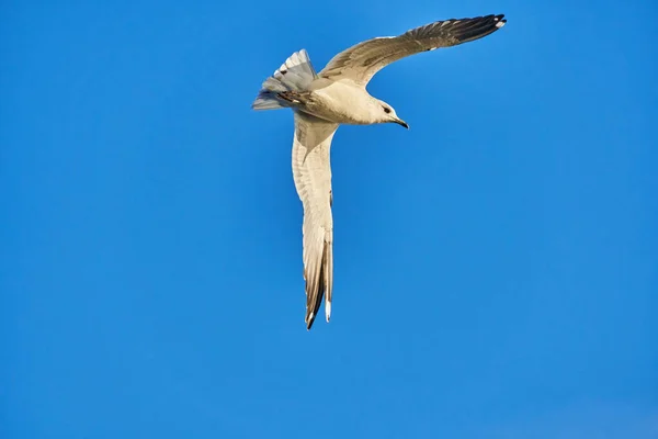 Schöne Möwe Flug Sommer — Stockfoto