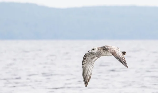 Gaviota Orilla Del Río Verano — Foto de Stock