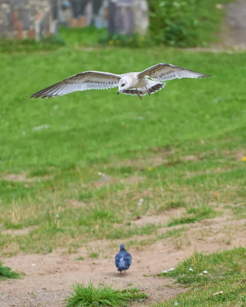 Beautiful Seagull Flight Summer — Stock Photo, Image