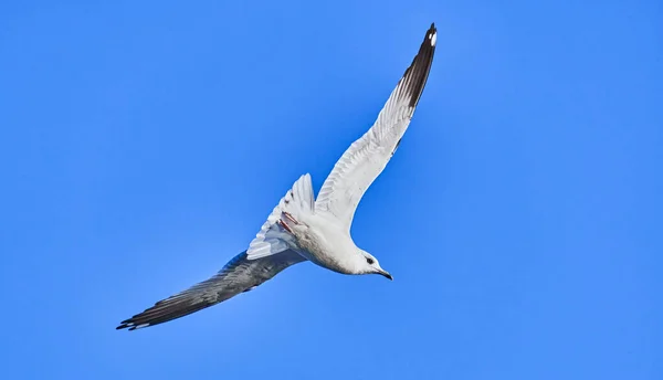 Beautiful Seagull Flight Summer — Stock Photo, Image