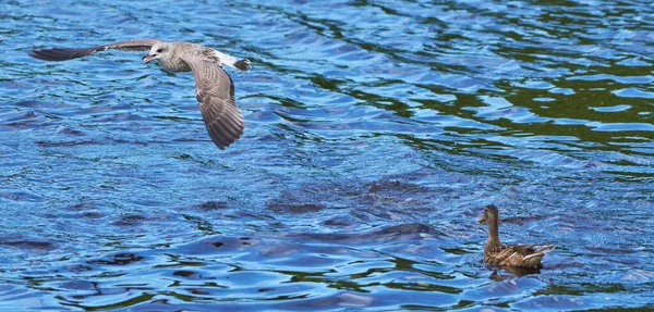 Vacker Fiskmås Flykt Sommar — Stockfoto