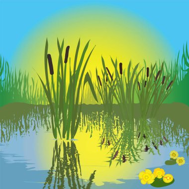 Manzara gölet, çimen, bulrush, candock, gündoğumu, su yansıması ile