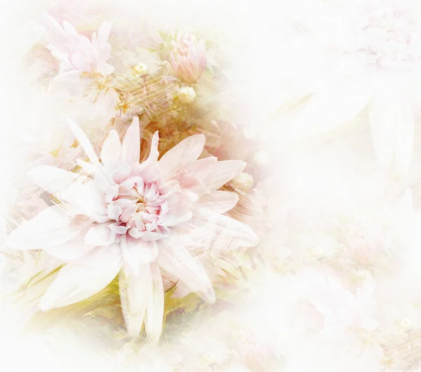 Carte de voeux avec chrysanthèmes blancs stylisés sur grunge — Photo