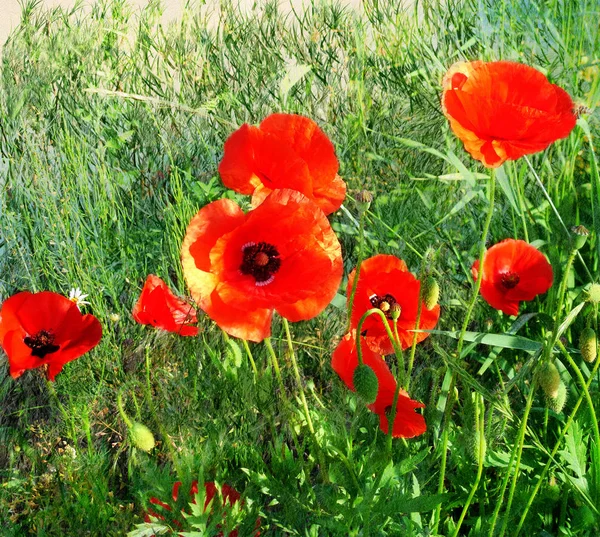 Poppies luz solar vermelho selvagem na grama verde — Fotografia de Stock